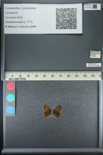 Media type: image;   Entomology 183429